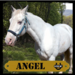 Angel the horse graphic