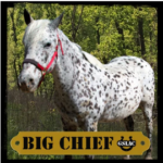 Big Chief the horse graphic