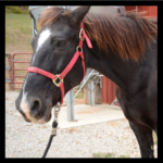 horse photo