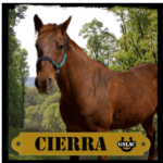 Cierra the Horse graphic