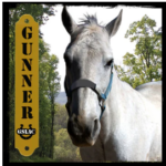 Gunner the horse graphic