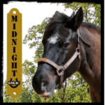 midnight the horse graphic
