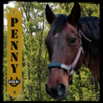 Penny the horse graphic