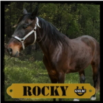 Rocky the horse graphic