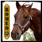 Romeo the horse graphic