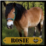 Rosie the horse graphic