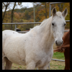 white horse photo