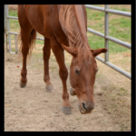 brown horse with head down photo